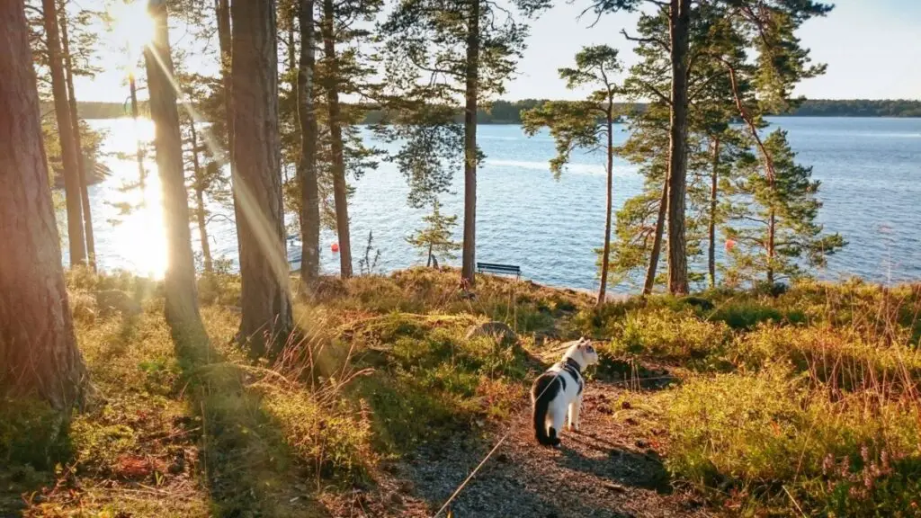 Yuki Hiking Cat