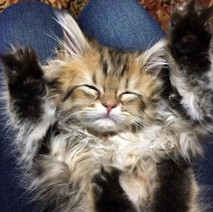 Tiny fluffy kitten, tabby cat