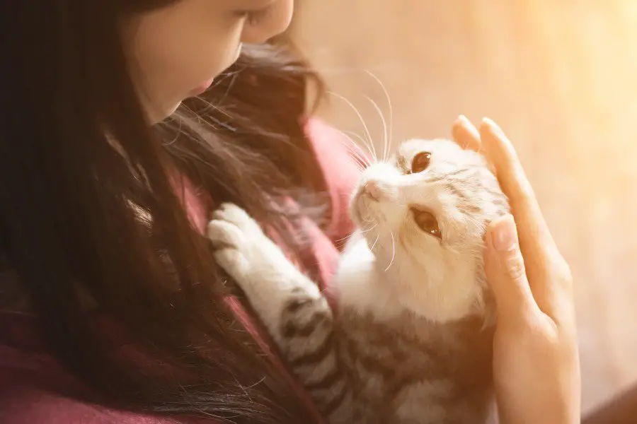 Woman is a victim of domestic violence and seeks the comfort of her pet cat