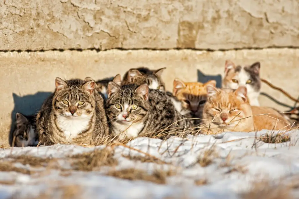 feral cats huddled together in cold weather
