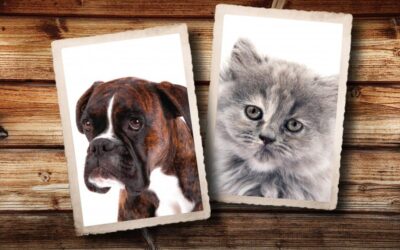 WHO LOVES THEIR PETS MORE, DOG OR CAT OWNERS?