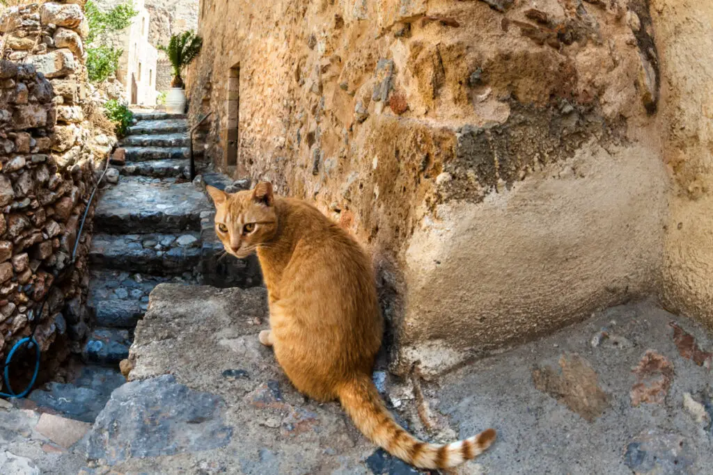 stray cat outside on the street