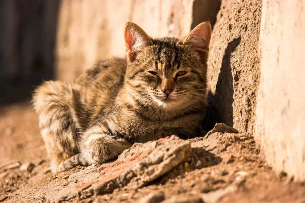 stray cat in the sunshine