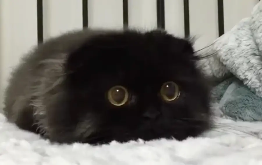 Gimo is a super cute black fluffy cat