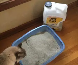 Cat exploring new Tidy Cats Lightweight litter