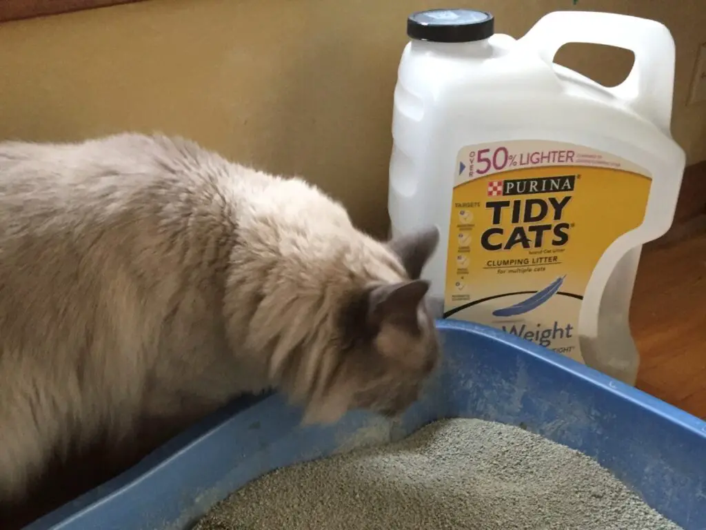 REVIEW TIDY CATS LIGHTWEIGHT CAT LITTER The Catnip Times