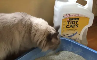 REVIEW: TIDY CATS LIGHTWEIGHT CAT LITTER