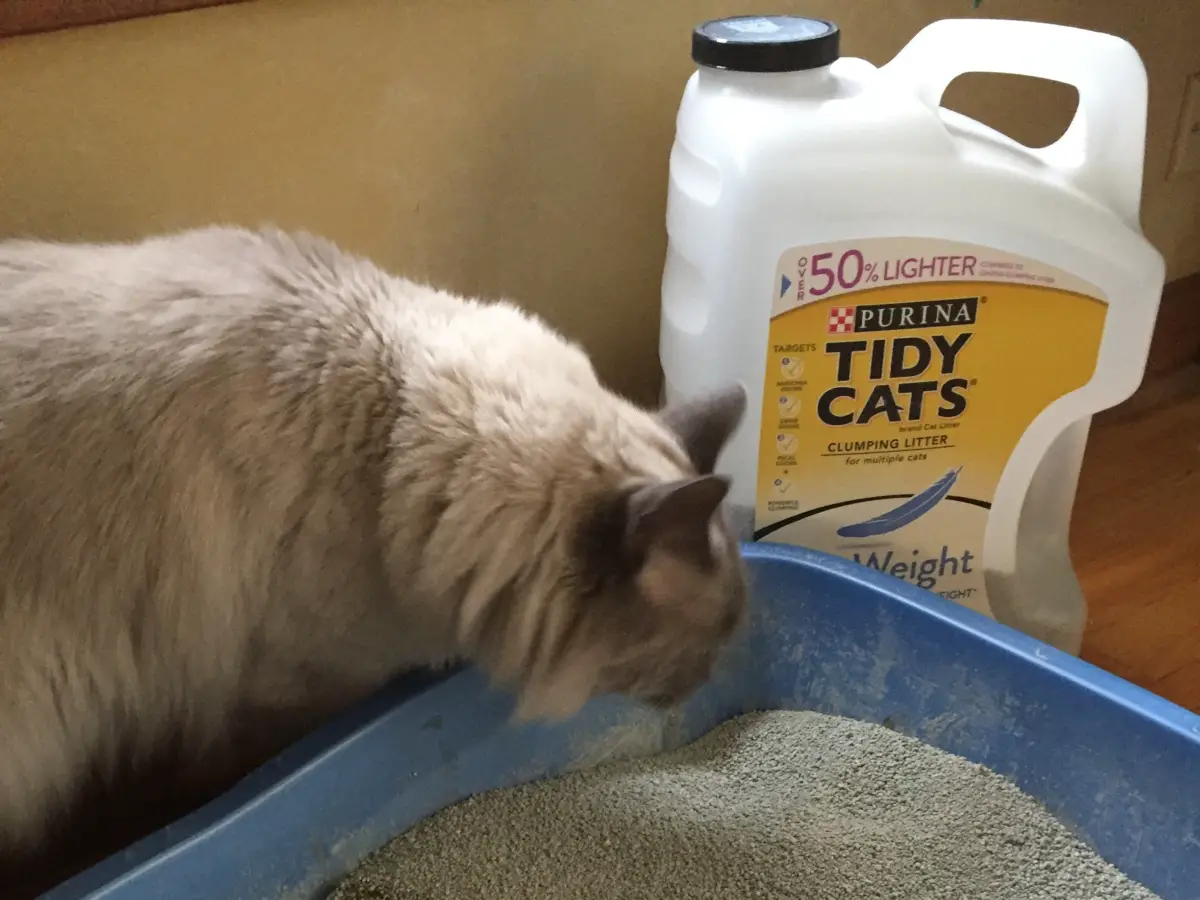 Kitty sniffing litter box filled with Tidy Cats Lightweight Litter