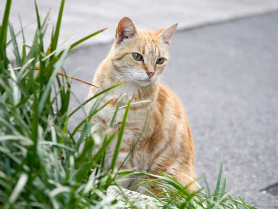 Community Cats of Australia