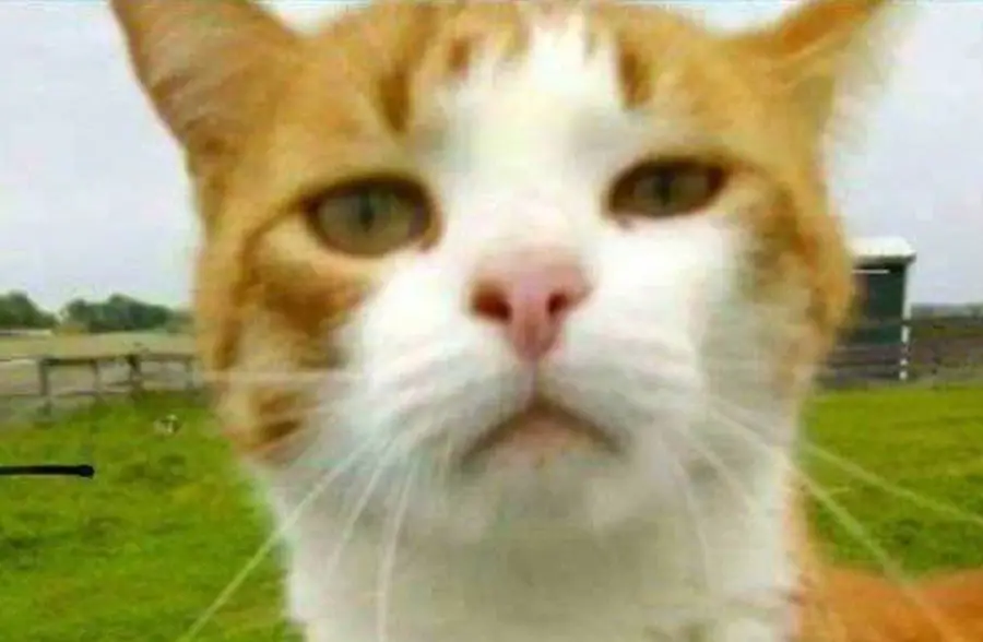 Close up of Tiger, the cat killed by Kristen Lindsey