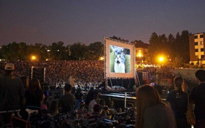 INTERNET CAT VIDEO FESTIVAL ENDS, CATVIDFEST BEGINS