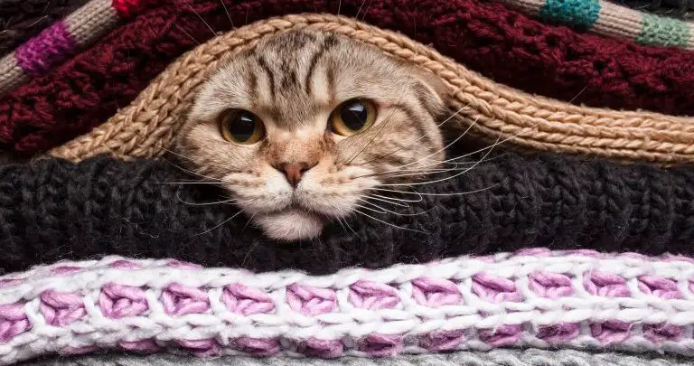 Cat hiding between freshly cleaned blankets