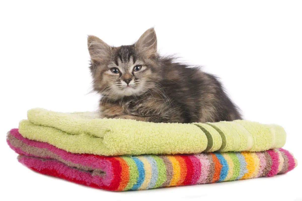 Kitten helping with the laundry sitting on a pile of towels