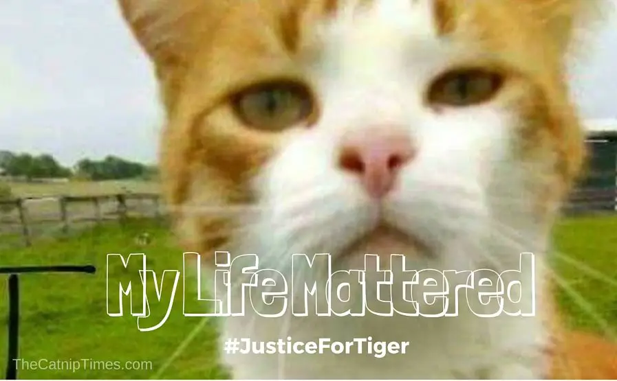 TIger on a riding mower before he was killed by Kristen Lindsey