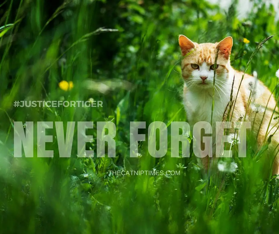 Orange and white cat symbolizing Tiger, the cat murdered by Kristen Lindsey