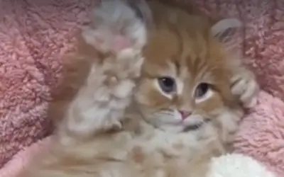 KITTEN MAKING AIR BISCUITS