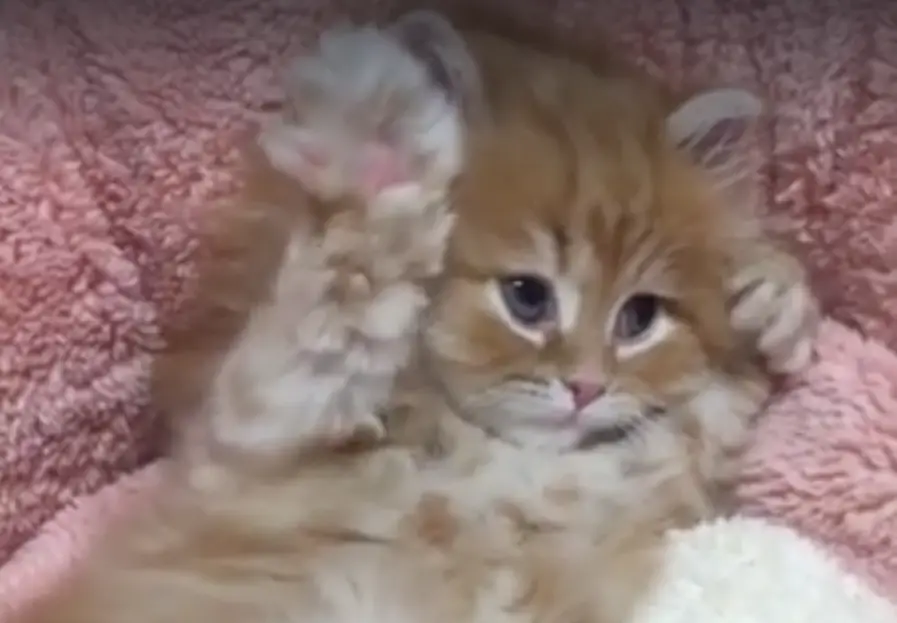 KITTEN MAKING AIR BISCUITS