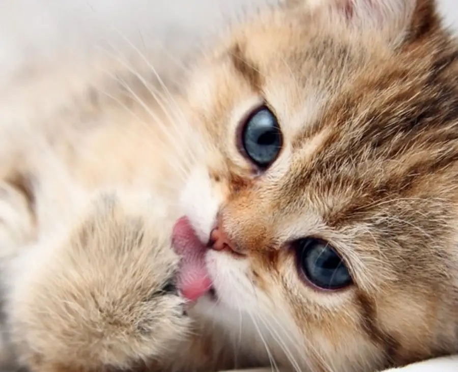 kitten licking paw