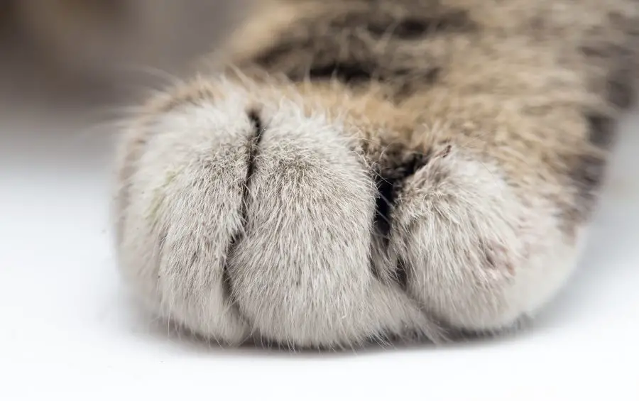 declawing cats, cat's paw