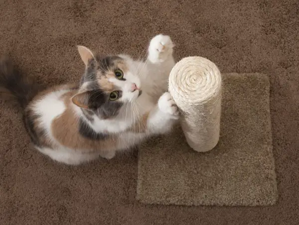 Cat scratching post is a solution to declaw