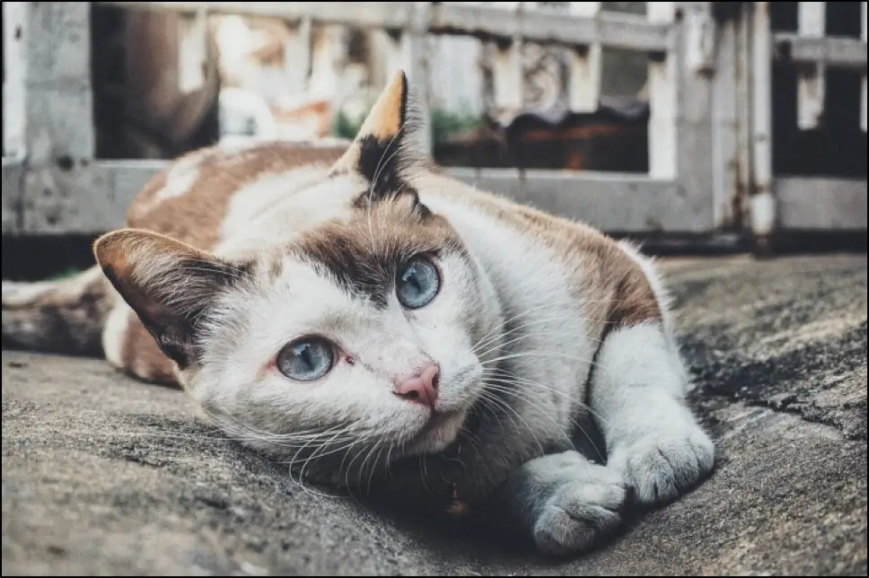 Homeless calico cat