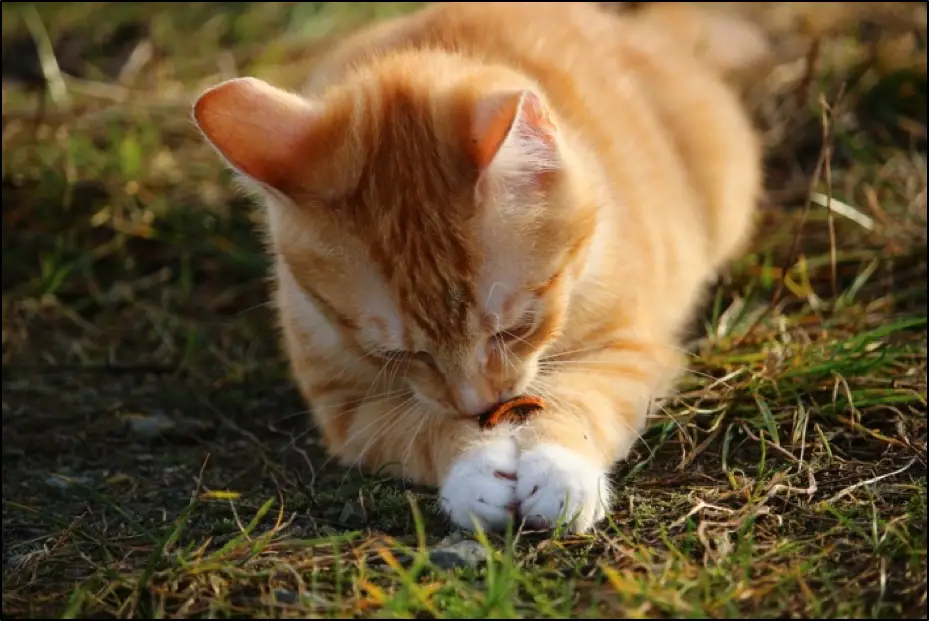 Homeless ginger cat