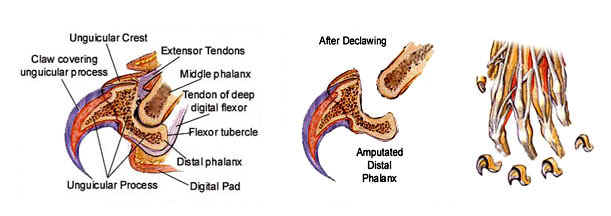 declaw procedure is amputation also known as onychectomy