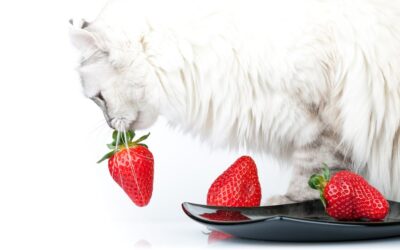 SUMMER FRUITS YOU CAN ENJOY WITH YOUR CAT