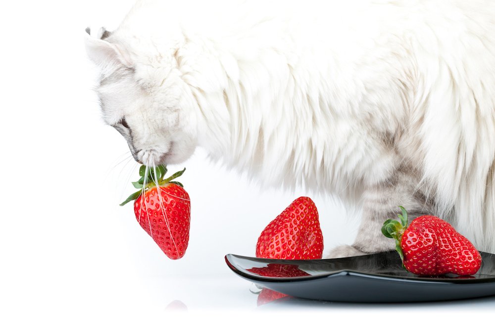 White cat eating a strawberry