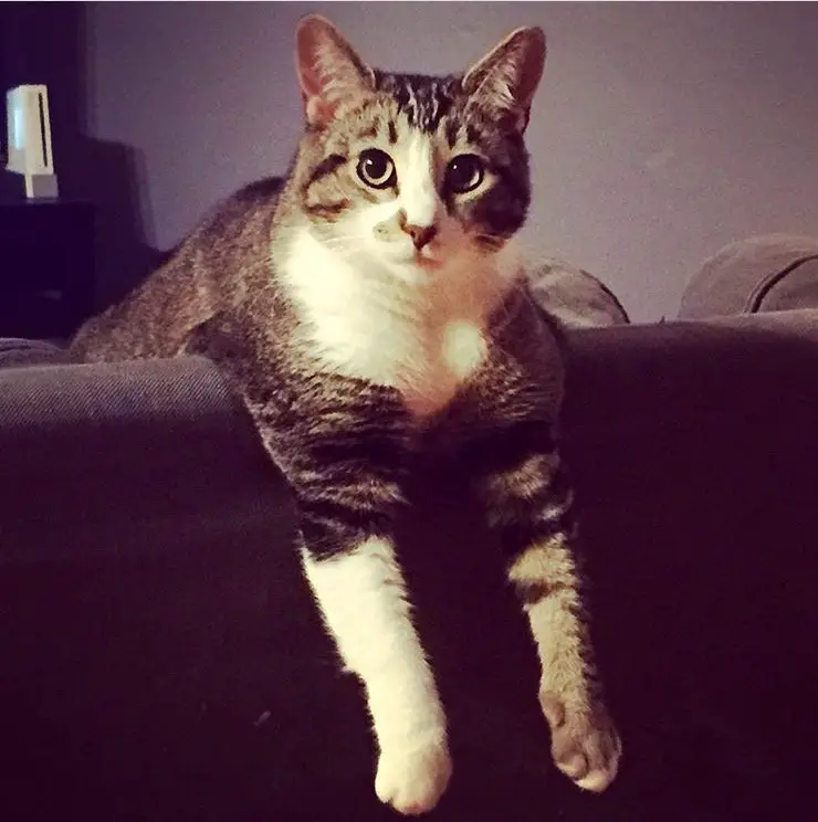 Snickers the cat hanging out on the couch. (Photo courtesy @angelakinsey on Instagram)