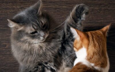 EFFECTIVELY DEALING WITH CAT AGGRESSION