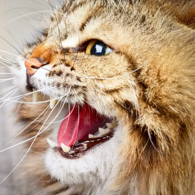 EFFECTIVELY DEALING WITH CAT AGGRESSION The Catnip Times