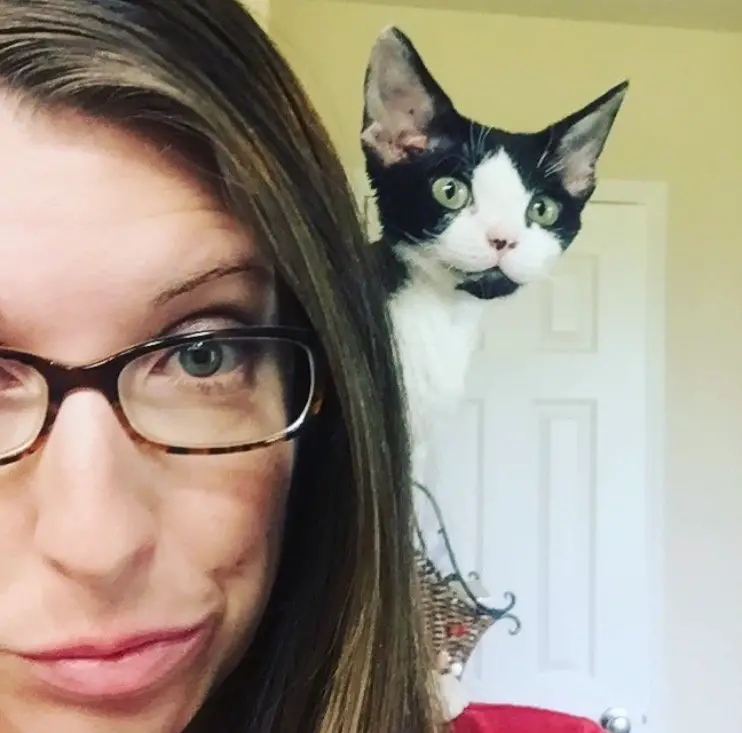 black and white devon rex kitten