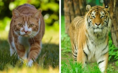 Little Cats Helping Big Cats