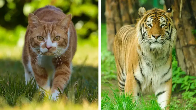 Little Cats Helping Big Cats