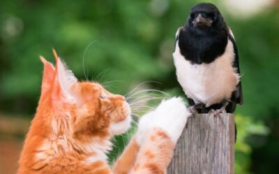 SOLVING THE CAT-BIRD PREDATION ISSUE