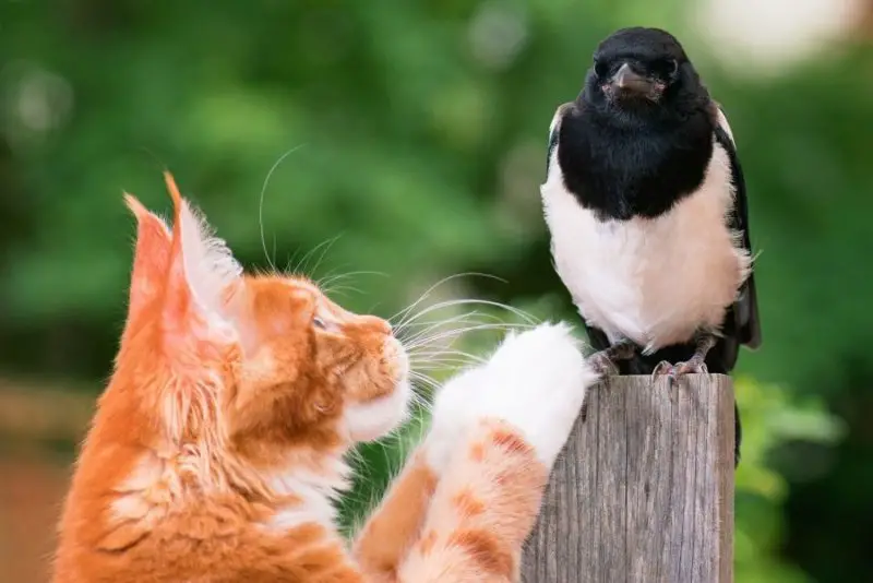 Maine Coon Cat hunting a bird