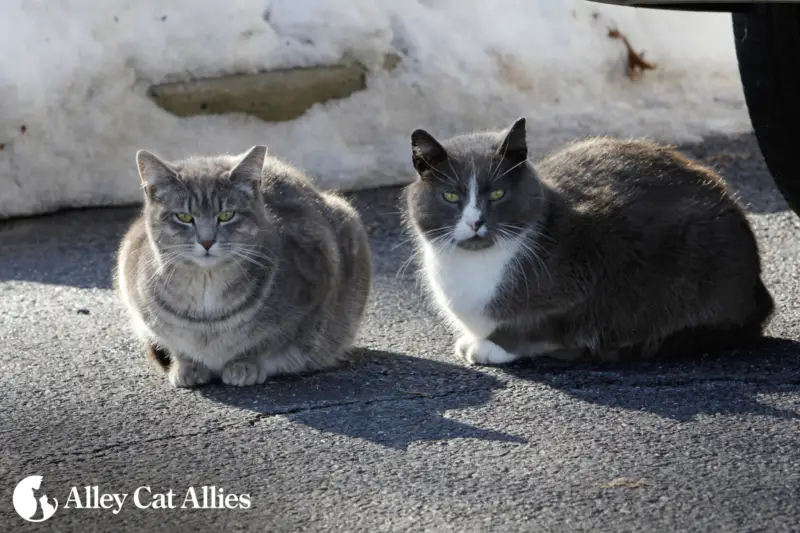 outdoor feral cats during winter