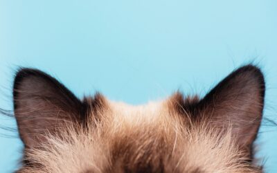 4 COMMON CAT EAR PROBLEMS