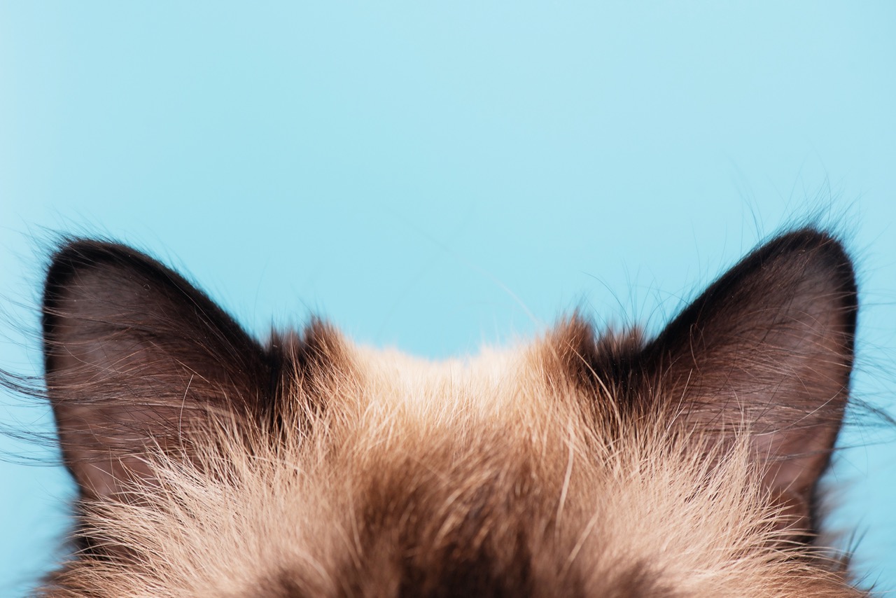 Cat's ears on a blue background.