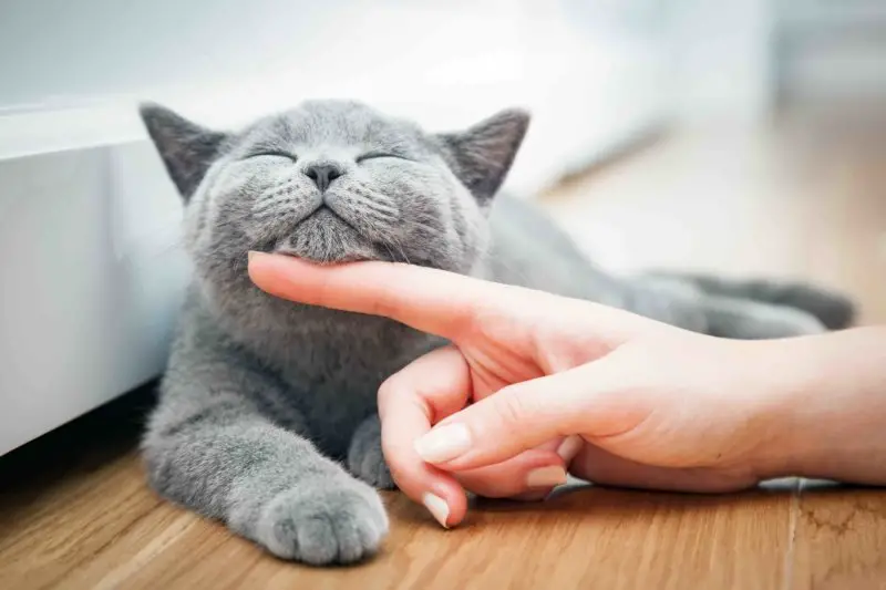 British shorthair cat getting a chin rub