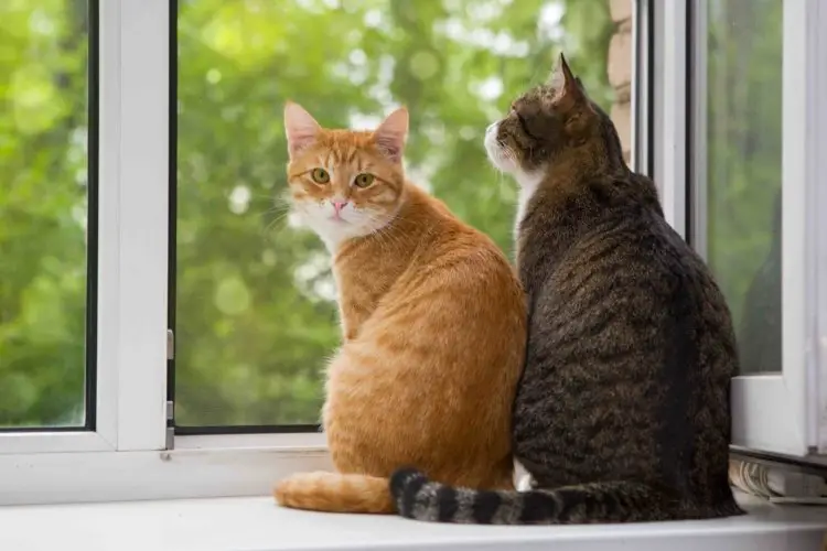 two friendly indoor cats