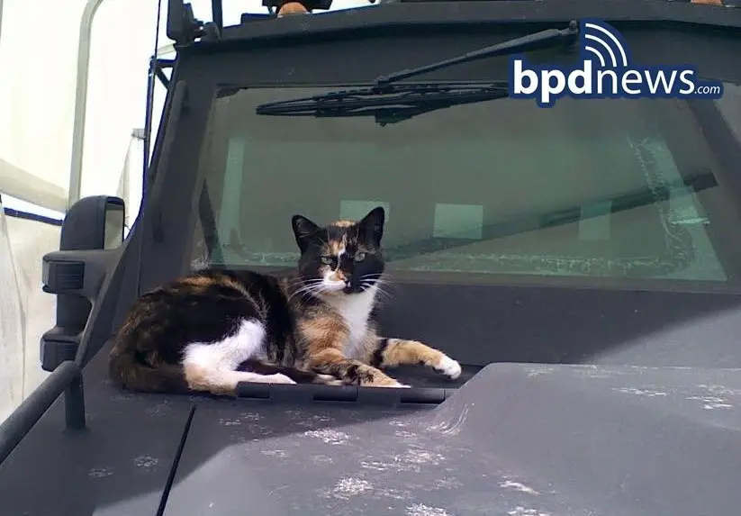 SWAT Cat laying on a vehicle in the sun