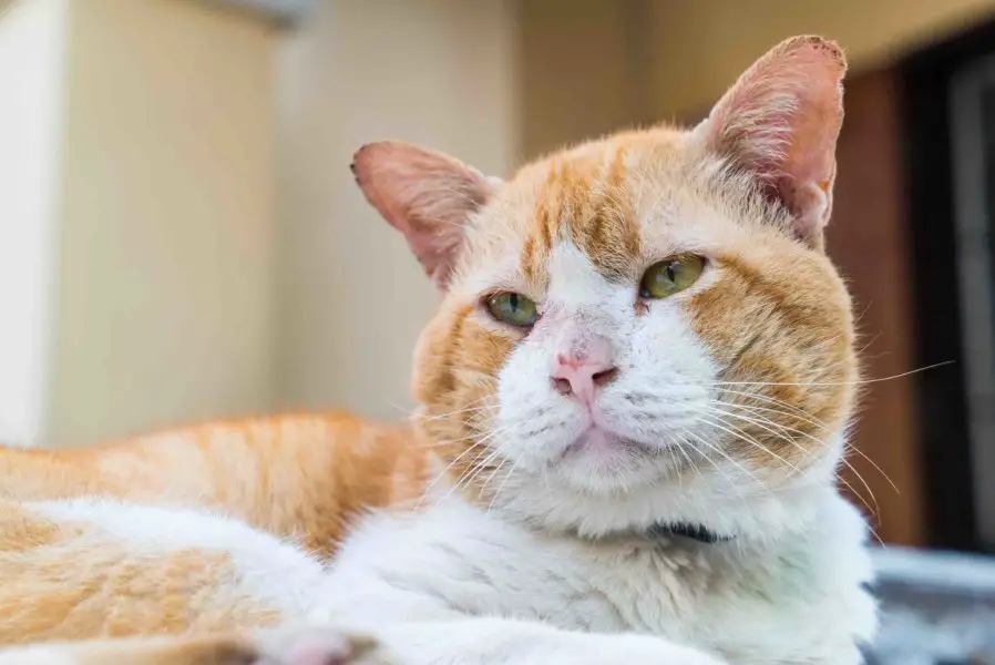 Senior Ginger Cat - orange and white older cat