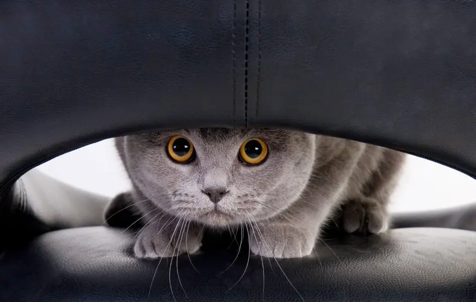 Cat hiding behind chair