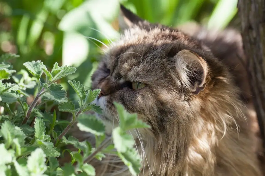 Persian cat sniffing fresh catnip