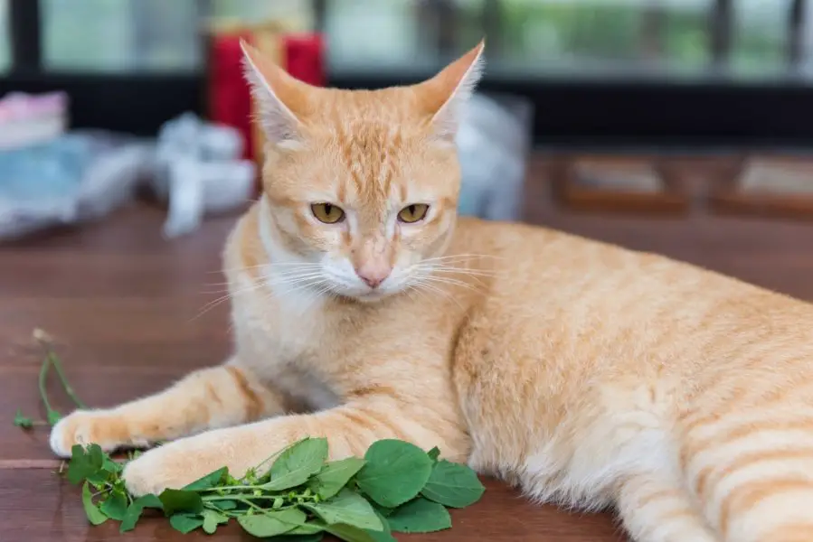 Ginger Cat with fresh catnip under paw
