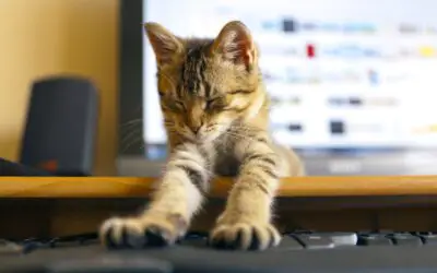 How Office Cats Work To Improve Employee Morale