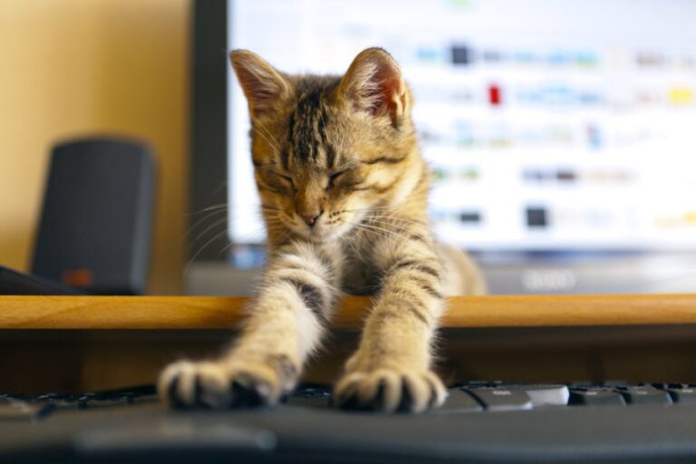 How Office Cats Work To Improve Employee Morale The Catnip Times