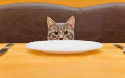 7 Harmful Ingredients In Cat Food